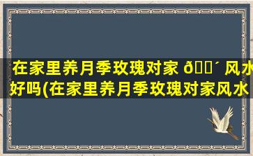 在家里养月季玫瑰对家 🌴 风水好吗(在家里养月季玫瑰对家风水好吗有影响吗)